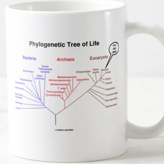 Phylogenetischer Baum des Lebens - Sie sind hier Kaffeetasse