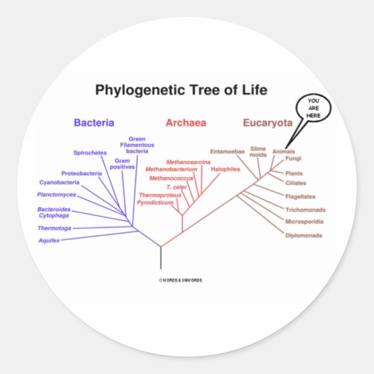 Phylogenetischer Baum des Lebens - Sie sind hier Runder Aufkleber (Vorderseite)