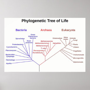 Phylogenetischer Baum Poster