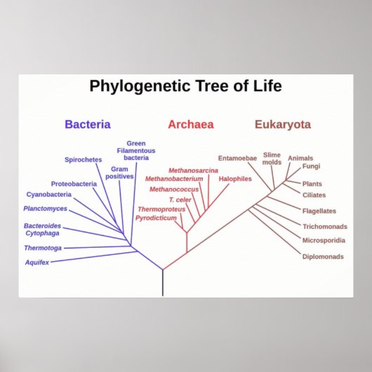 Phylogenetischer Baum Poster (Vorne)