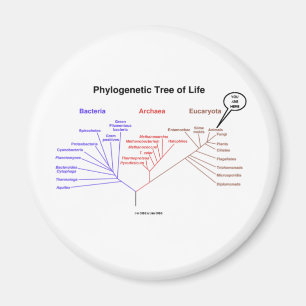 Phylogenetischer Baum - Sie sind hier (Biologie) Magnet
