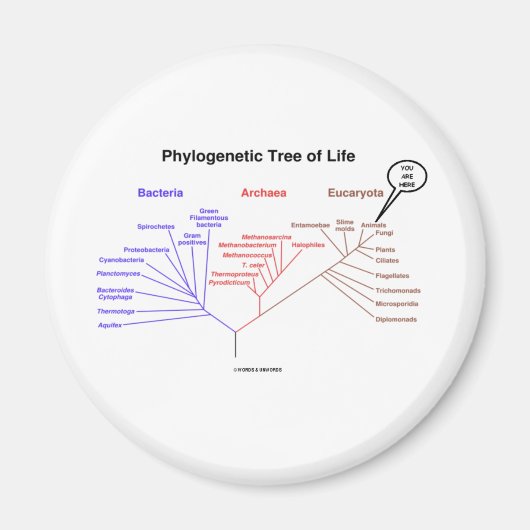 Phylogenetischer Baum - Sie sind hier (Biologie) Magnet (Vorne)