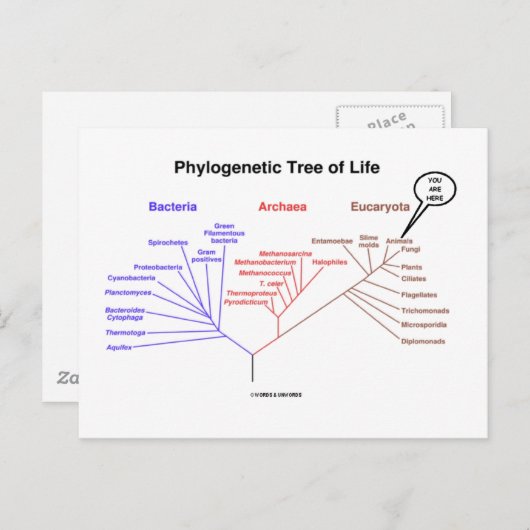 Phylogenetischer Baum - Sie sind hier (Biologie) Postkarte (Vorne/Hinten)