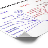 Phylogenetischer Tree Poster (Ecke)