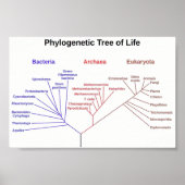Phylogenetischer Tree Poster (Vorne)