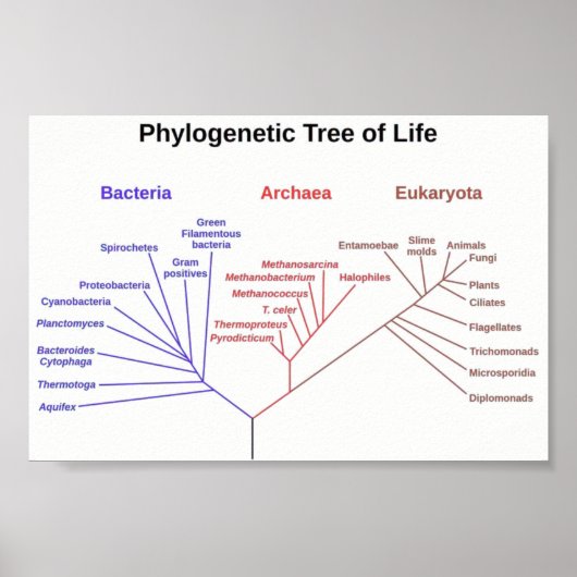 Phylogenetischer Tree Poster (Vorne)