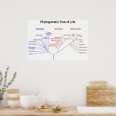 Phylogenetischer Tree Poster (Küche)