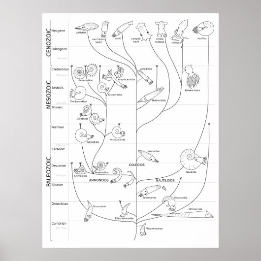 Phylogenie Poster (Vorne)