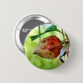 Physalis alkekengi Abzeichen Button (Vorne & Hinten)