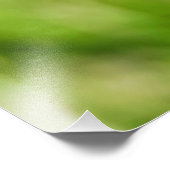 Physalis alkekengi fotodruck (Ecke)