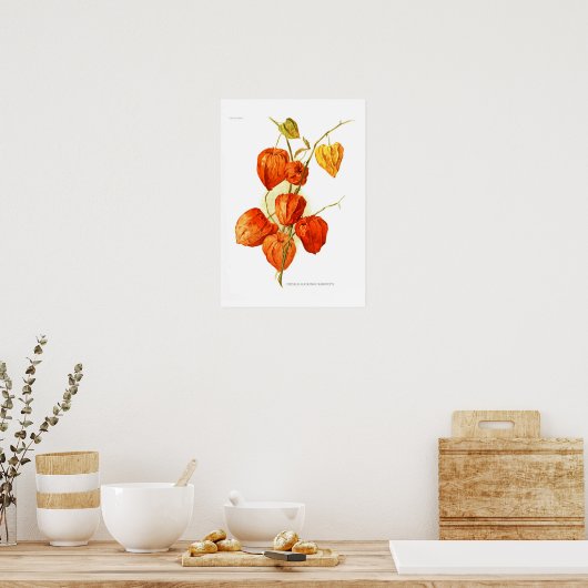 Physalis alkekengi franchetti poster (Küche)
