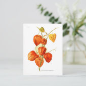 Physalis alkekengi franchetti postkarte (Stehend Vorderseite)