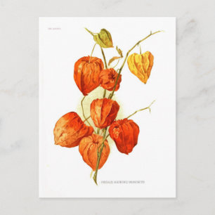 Physalis alkekengi franchetti postkarte