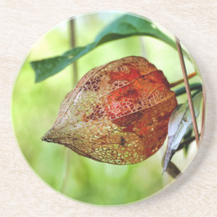 Physalis alkekengi getränkeuntersetzer