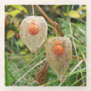 Physalis alkekengi glasuntersetzer