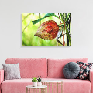 Physalis alkekengi leinwanddruck