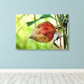 Physalis alkekengi leinwanddruck (Insitu (Holzboden))