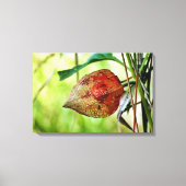 Physalis alkekengi leinwanddruck (Vorderseite)