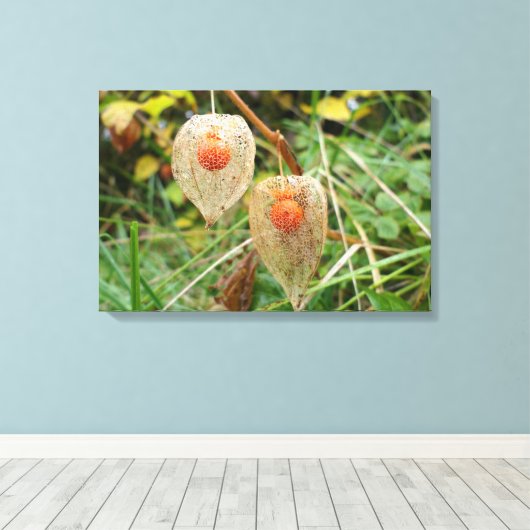 Physalis alkekengi leinwanddruck (Insitu (Holzboden))