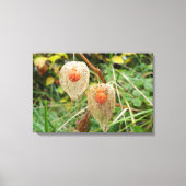 Physalis alkekengi leinwanddruck (Vorderseite)