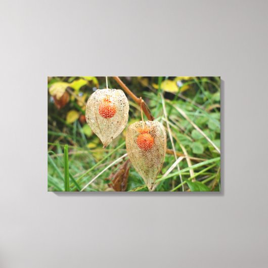 Physalis alkekengi leinwanddruck (Vorderseite)