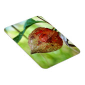 Physalis alkekengi magnet (Rechte Seite)