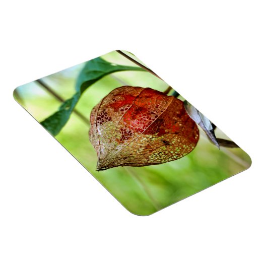 Physalis alkekengi magnet (Rechte Seite)