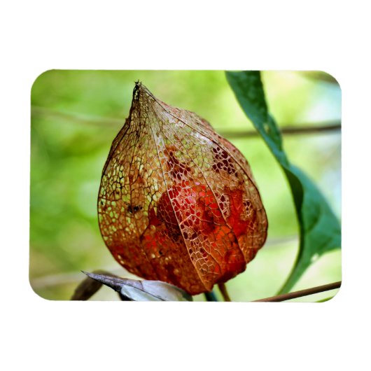 Physalis alkekengi magnet (Horizontal)
