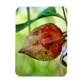 Physalis alkekengi magnet (Vertikal)