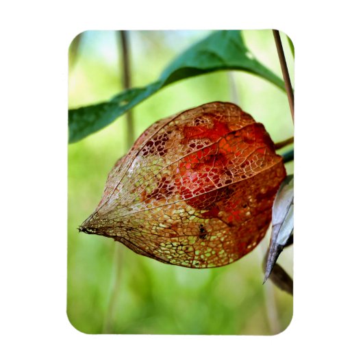 Physalis alkekengi magnet (Vertikal)