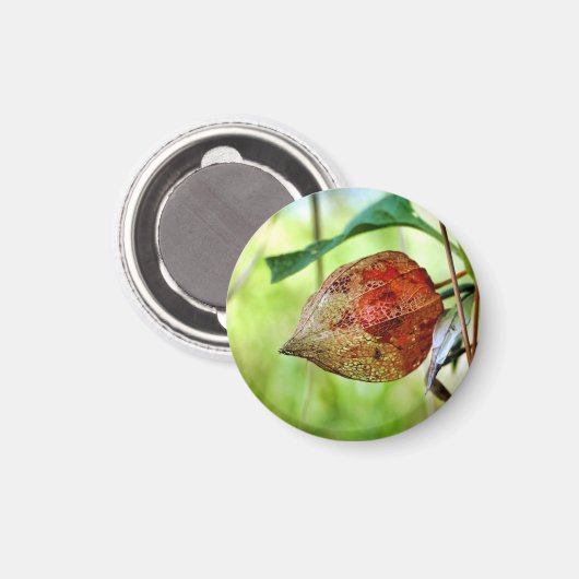 Physalis alkekengi Magnet (Vorderseite/Rückseite)