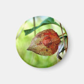Physalis alkekengi Magnet (Vorne)
