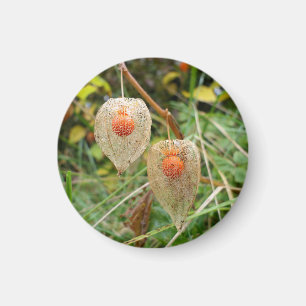 Physalis alkekengi Magnet