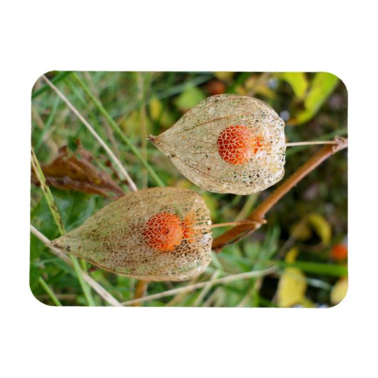 Physalis alkekengi magnet (Horizontal)