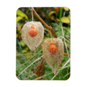Physalis alkekengi magnet (Vertikal)