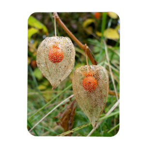 Physalis alkekengi magnet
