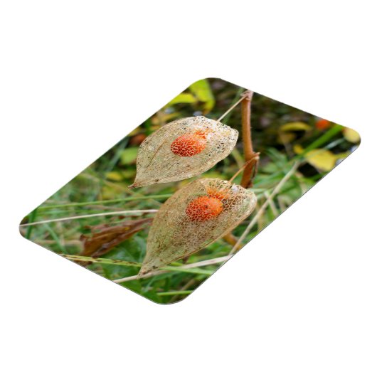 Physalis alkekengi magnet (Linke Seite)