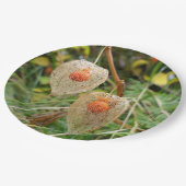 Physalis alkekengi Papierplatte Pappteller (Schrägansicht)