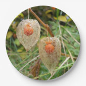 Physalis alkekengi Papierplatte Pappteller (Vorderseite)