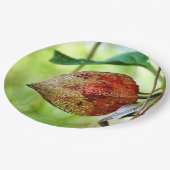 Physalis alkekengi Papierplatte Pappteller (Schrägansicht)