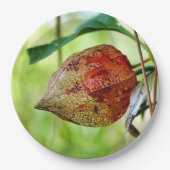 Physalis alkekengi Papierplatte Pappteller (Vorderseite)