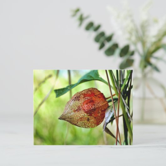 Physalis alkekengi postkarte (Stehend Vorderseite)