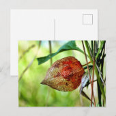 Physalis alkekengi postkarte (Vorne/Hinten)