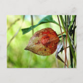 Physalis alkekengi postkarte (Vorderseite)