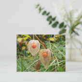 Physalis alkekengi postkarte (Stehend Vorderseite)