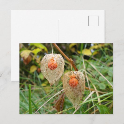 Physalis alkekengi postkarte (Vorne/Hinten)