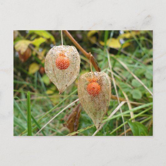 Physalis alkekengi postkarte (Vorderseite)