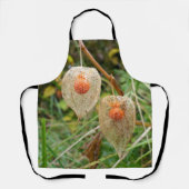 Physalis alkekengi Schürze (Vorderseite)