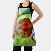 Physalis alkekengi Schürze (InSitu)