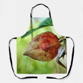 Physalis alkekengi Schürze (Vorderseite)